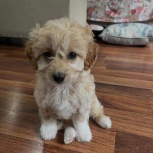 Daisy